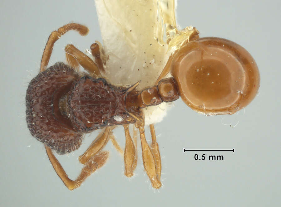 Image of Pristomyrmex foveolatus Taylor 1965