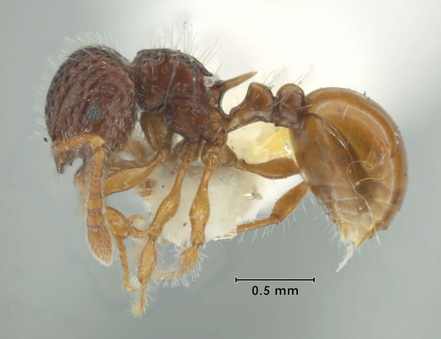 Image of Pristomyrmex foveolatus Taylor 1965