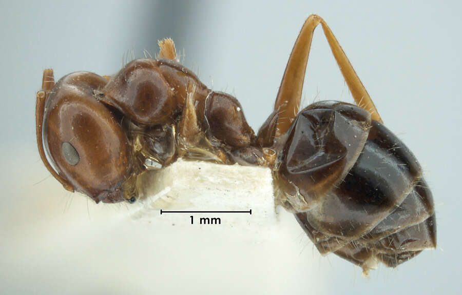 Plancia ëd Melophorus turneri aesopus Forel 1910