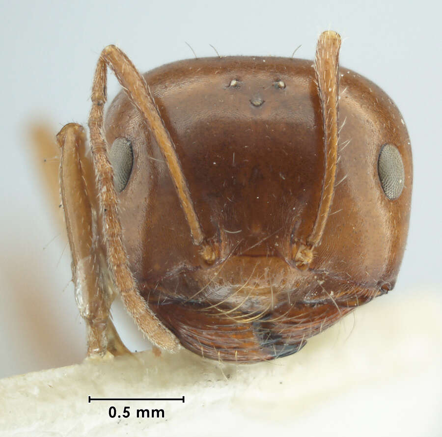 Plancia ëd Melophorus turneri aesopus Forel 1910