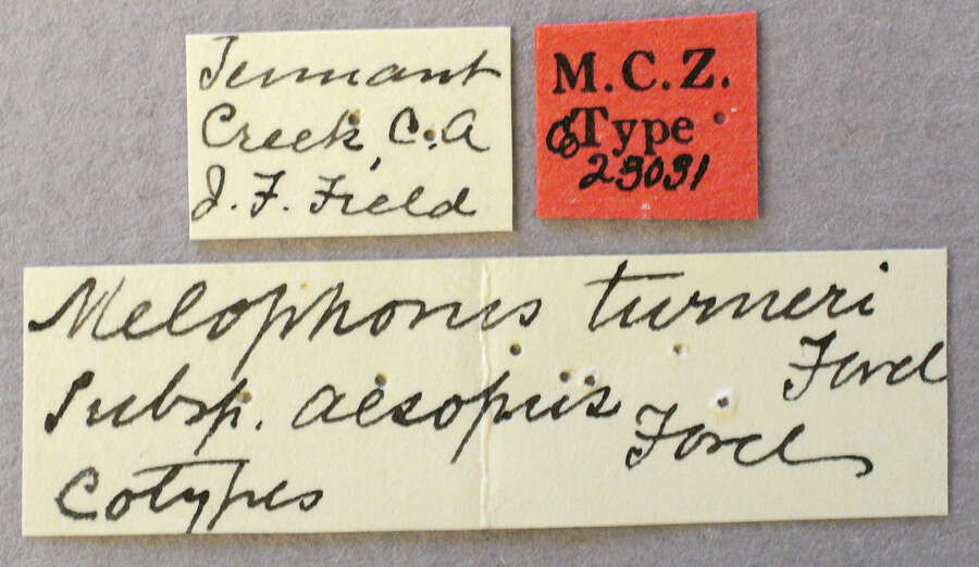 Plancia ëd Melophorus turneri aesopus Forel 1910