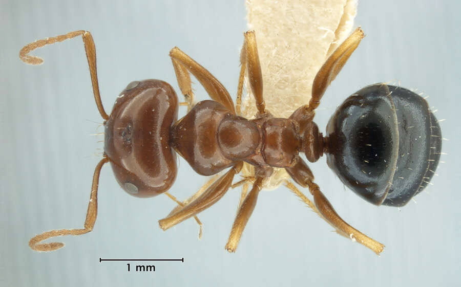 Plancia ëd Melophorus turneri perthensis Wheeler 1934