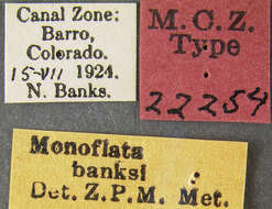 Image of Monoflata banksi Metcalf 1938