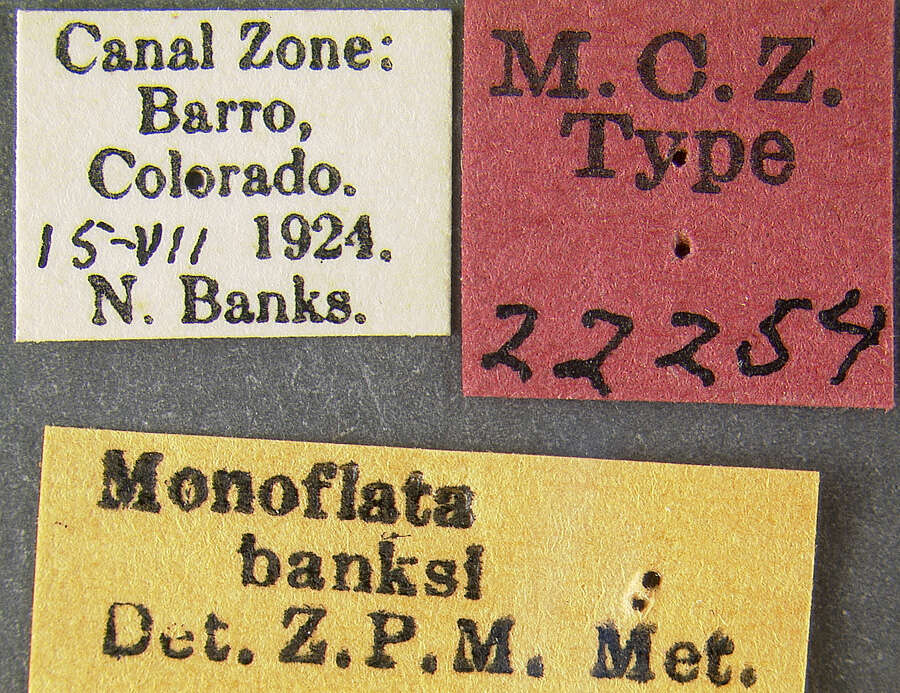 Plancia ëd Monoflata banksi Metcalf 1938