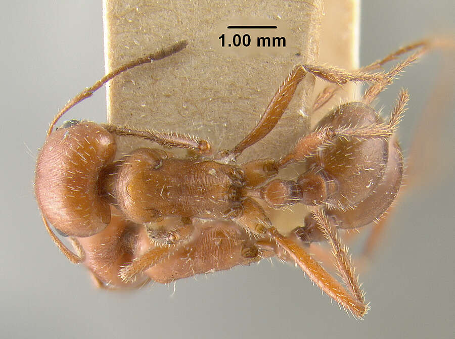 Image of Pogonomyrmex apache Wheeler 1902