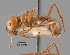 Image of Pogonomyrmex apache Wheeler 1902