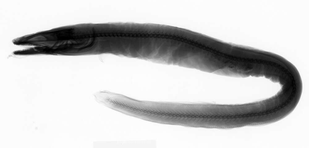 Image of Conger Eel