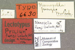 Image of Nanosella fungi (Le Conte & J. L. 1863)