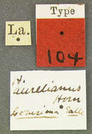 Image of <i>Hister aurelianus</i> Horn 1873