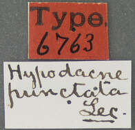 Image of Hypodacne punctata Le Conte 1875