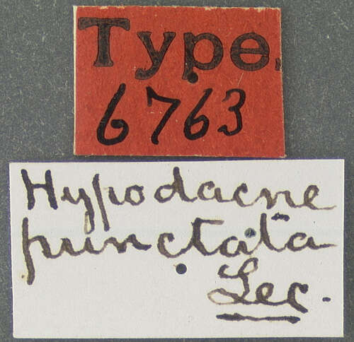 Image of Hypodacne punctata Le Conte 1875