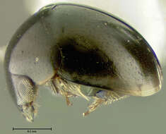 صورة Cybocephalus californicus Horn 1879