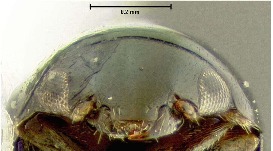 Image of Cybocephalus californicus Horn 1879