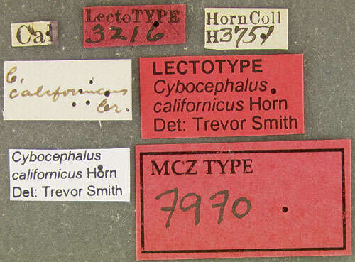 Image of Cybocephalus californicus Horn 1879