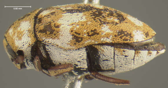 Image of Furniture Carpet Beetle