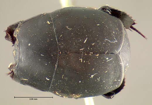 Image of <i>Hister perpunctatus</i> Le Conte 1880