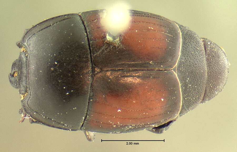 Imagem de Spilodiscus ulkei (Horn 1870)