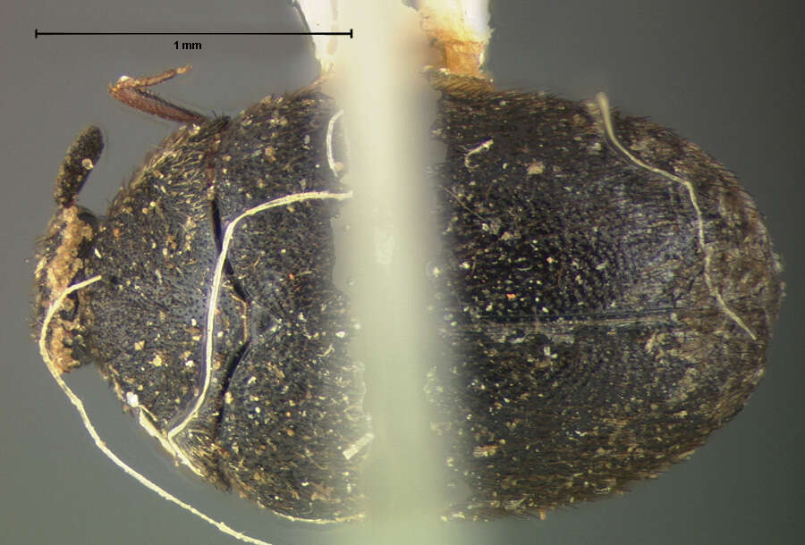 Image of <i>Cryptorhopalum picicorne</i> Le Conte 1854