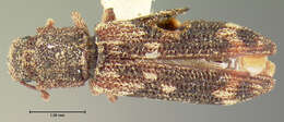 Image of Eudesma undulata (Melsheimer 1846)