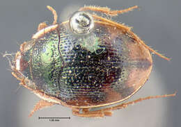 Image of Shiny Round Sand Beetle