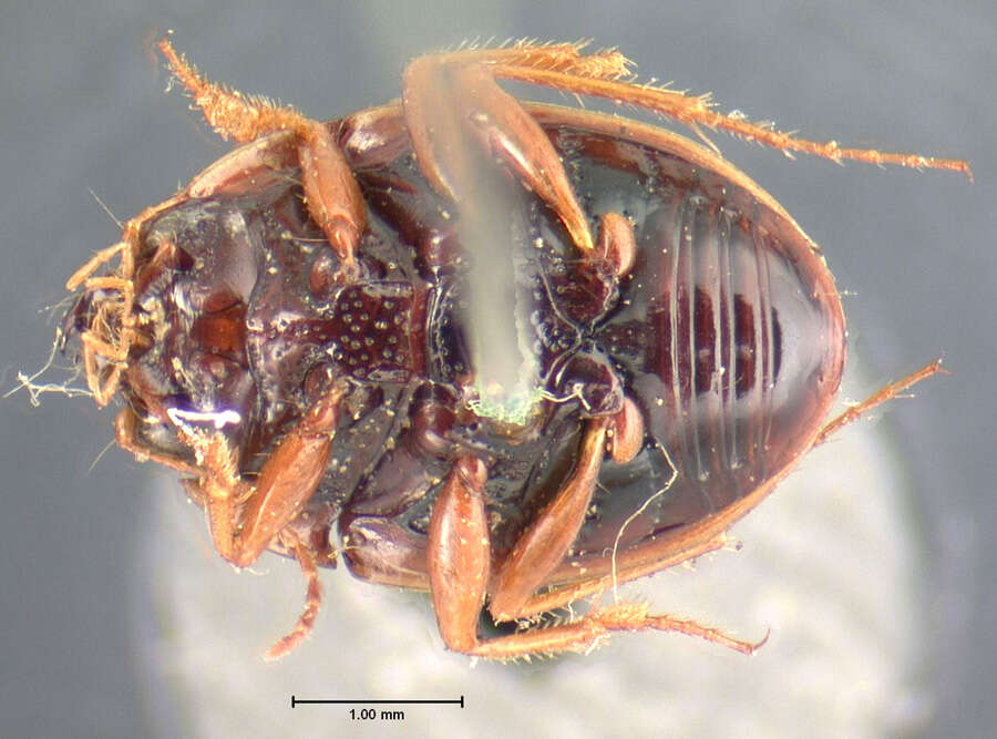 Image of Shiny Round Sand Beetle