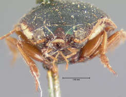 Image of Shiny Round Sand Beetle