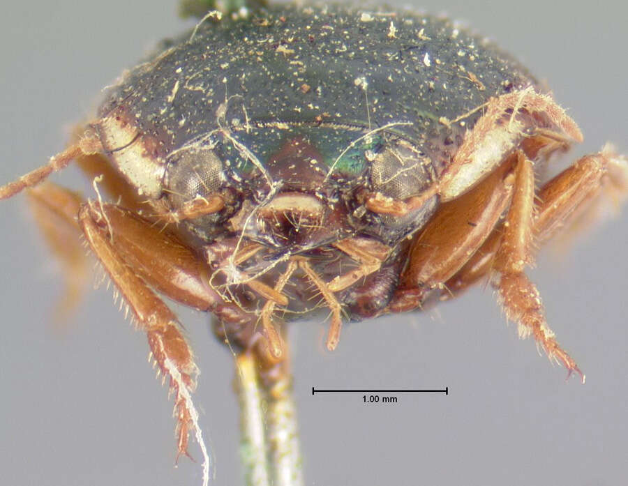 Image of Shiny Round Sand Beetle