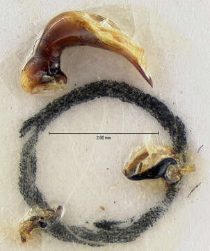 Image of Pterostichus (Hypherpes) adoxus (Say 1823)