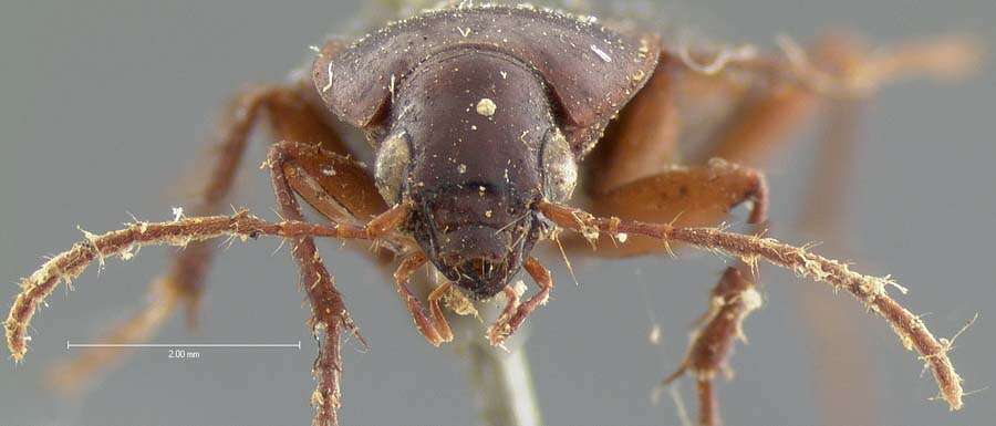 Image of Ground beetle