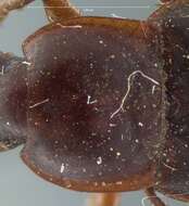 Image of Ground beetle