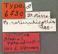 Image of Bledius rotundicollis Le Conte & J. L. 1877