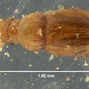 Micridium lineatum (Le Conte & J. L. 1863) resmi