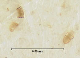 Image of Nanosella fungi (Le Conte & J. L. 1863)