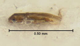 Image of Nanosella fungi (Le Conte & J. L. 1863)