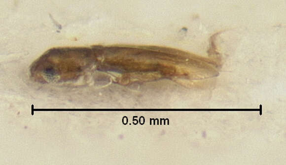 Image of Nanosella fungi (Le Conte & J. L. 1863)