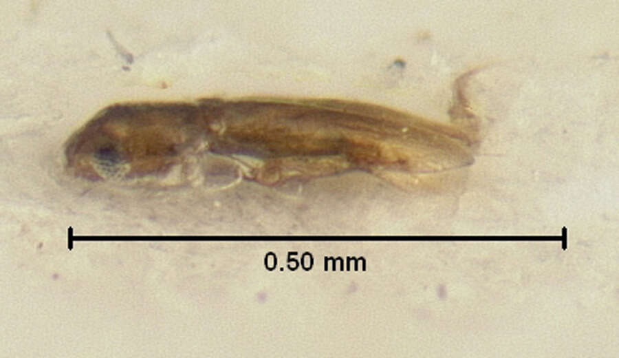 Image of Nanosella fungi (Le Conte & J. L. 1863)