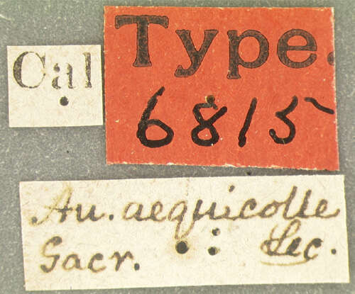 Image of Aulonium aequicolle Le Conte 1859