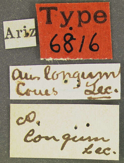 Image of Aulonium longum Le Conte 1866