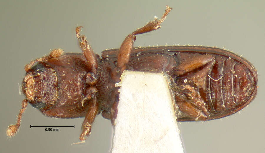 Image of Oxylaemus americanus Le Conte 1863