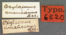 Image of Oxylaemus americanus Le Conte 1863