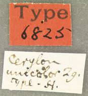 Слика од Cerylon unicolor (Ziegler 1845)