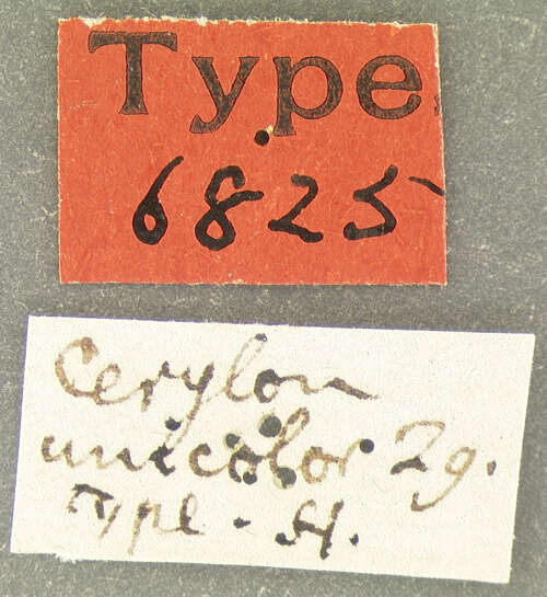 Слика од Cerylon unicolor (Ziegler 1845)