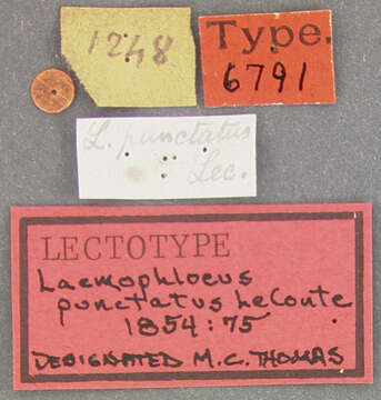 Image of Cryptolestes punctatus (Le Conte 1854)