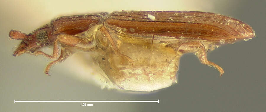 Imagem de Cryptolestes punctatus (Le Conte 1854)