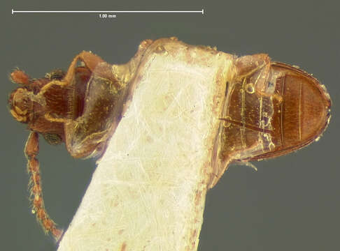 Image of Cryptolestes punctatus (Le Conte 1854)