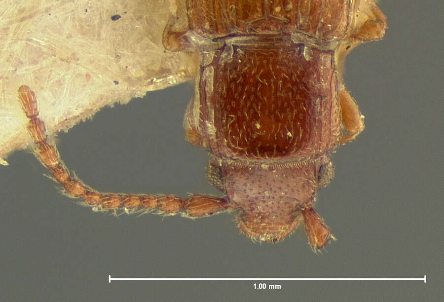 Imagem de Cryptolestes punctatus (Le Conte 1854)