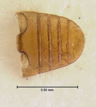 Image of Flat Grain Beetle