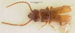 Image of Flat Grain Beetle