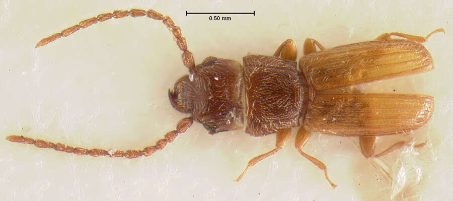 Image of Flat Grain Beetle