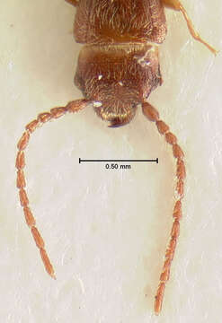 Image of Flat Grain Beetle